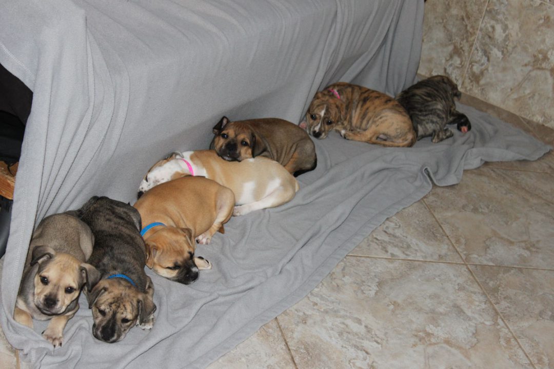 Adopt | Big Hearts 4 Paws Rescue