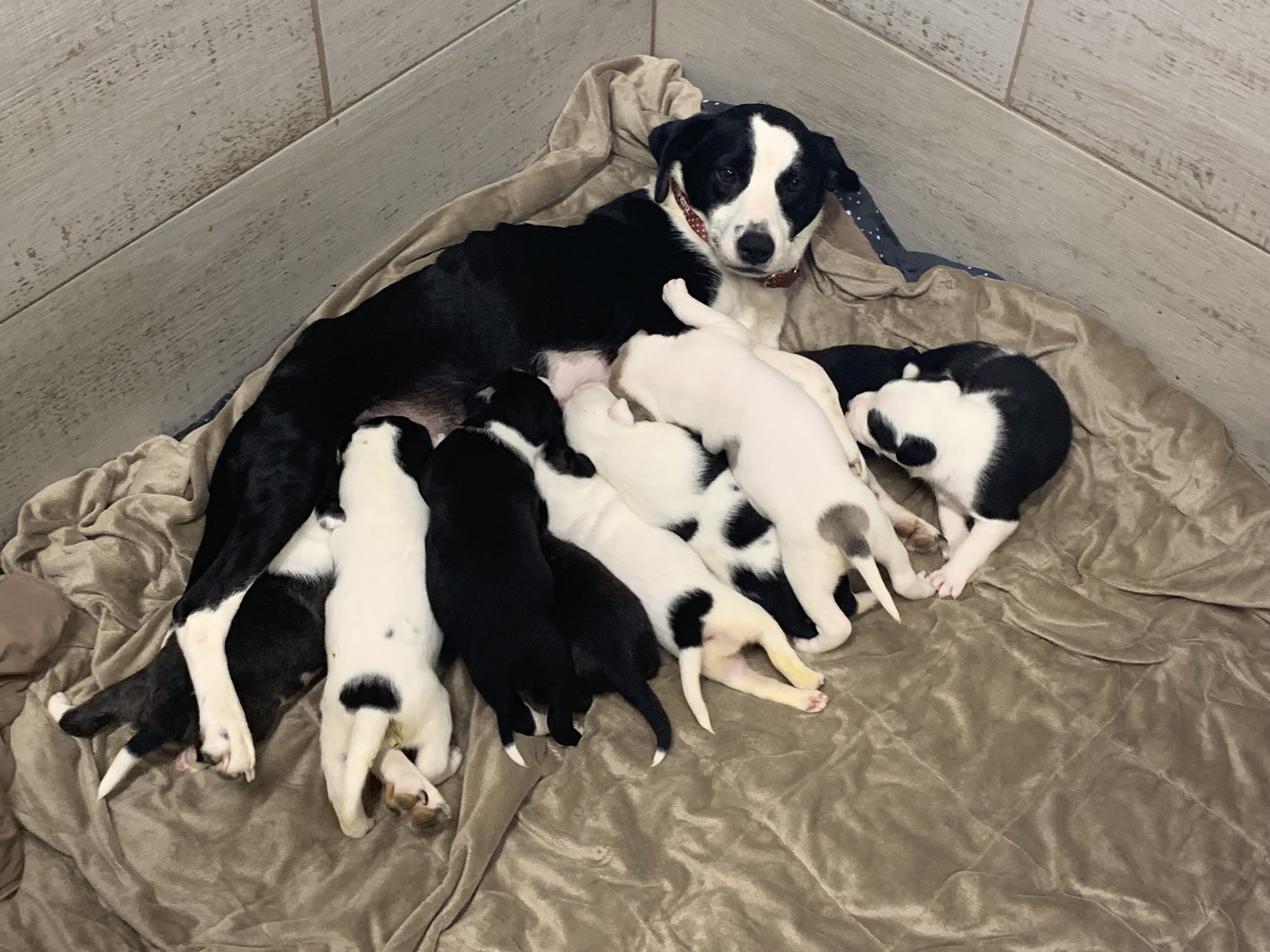 Cagney and Babies